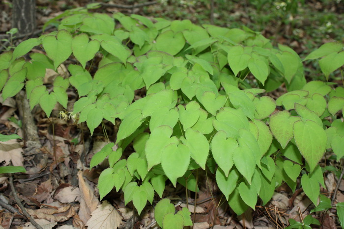 Epimedium_koreanum_06.jpg