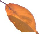 leaf-5.gif