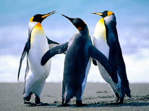 Penguins@.jpg